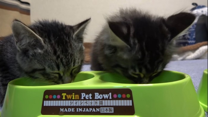 ご飯を食べる2匹の子猫