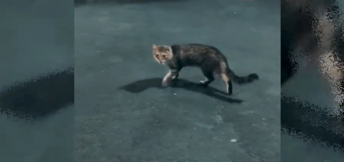 路上で振り向く猫