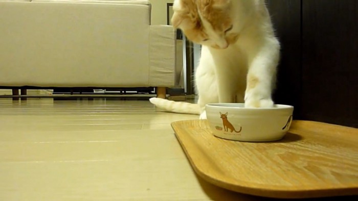 お皿に手を入れる猫