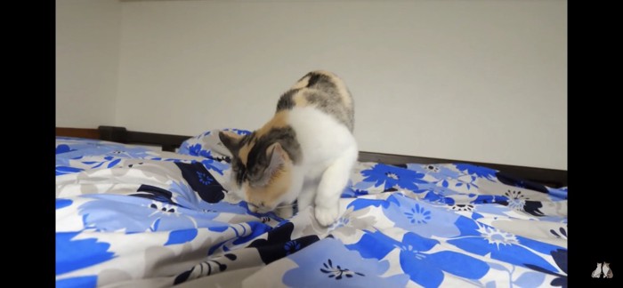 布団のにおいを嗅ぐ猫