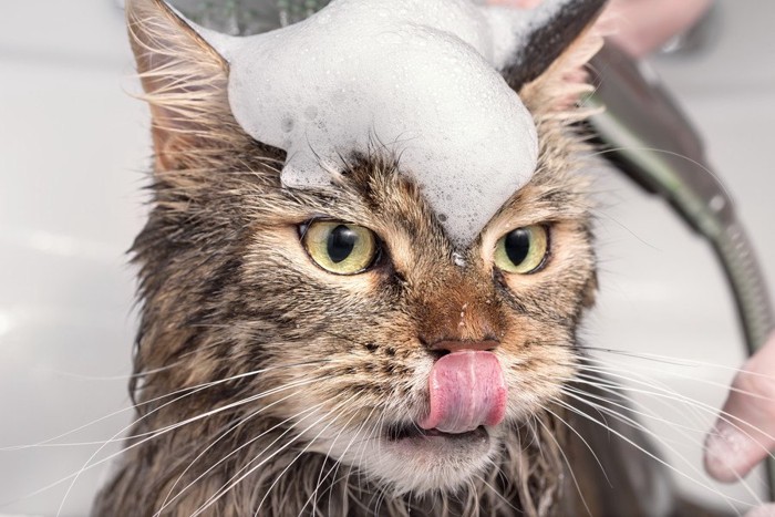 猫とお風呂