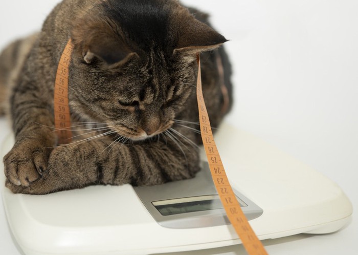 体重計を見ている猫