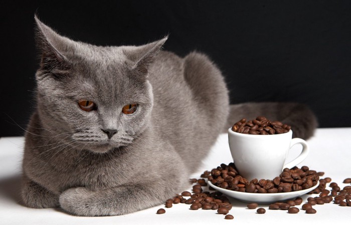 コーヒーの香りでイカミミの猫