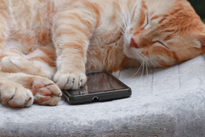 携帯に足を乗せて寝る猫