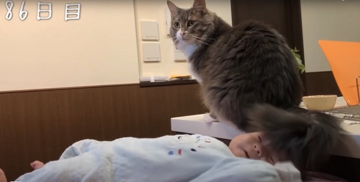赤ちゃんの顔に尻尾を当てる猫