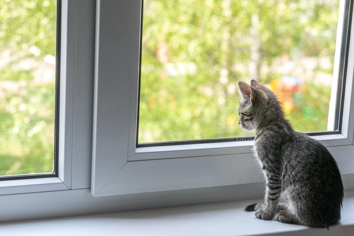 座って窓の外を見る子猫