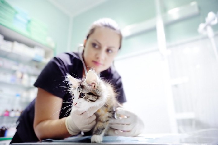 子猫を聴診している女性獣医師