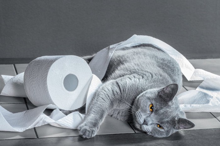トイレットペーパーにまみれる灰猫