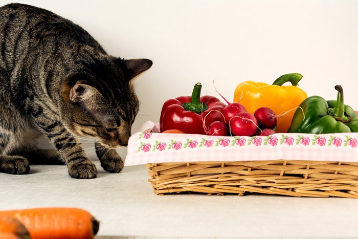 猫と野菜