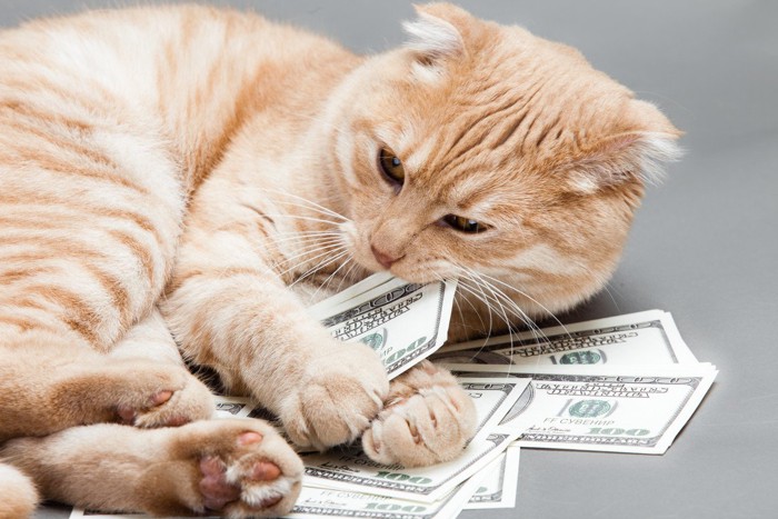 お金で遊ぶ猫