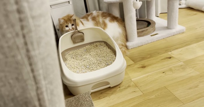 トイレの後ろに隠れる猫