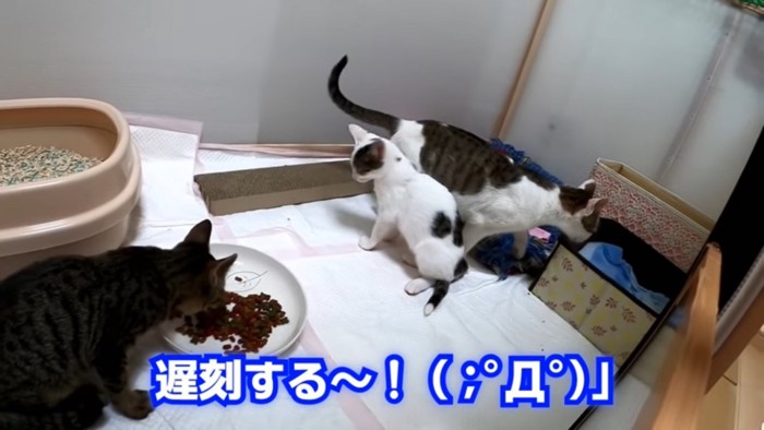 ごはんを食べる猫3匹