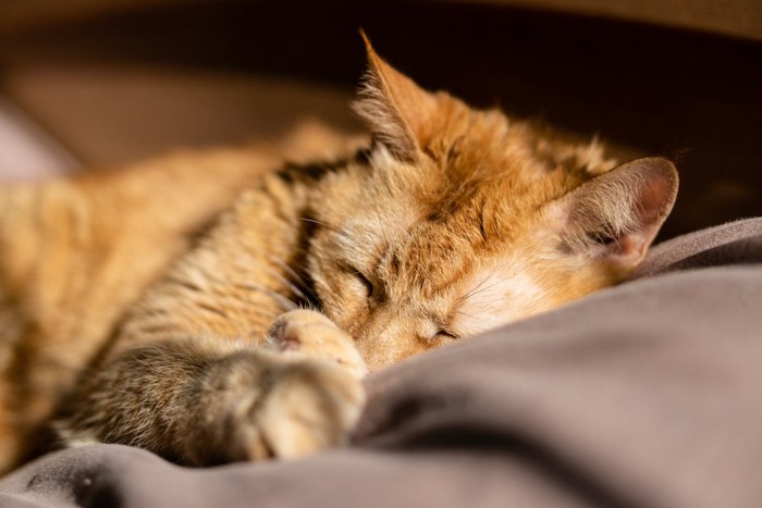 毛布の上で気持ちよさそうに寝る猫