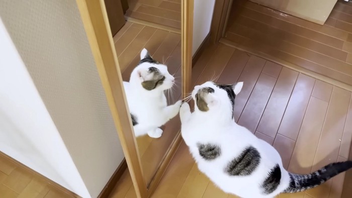 鏡を見るブチ猫
