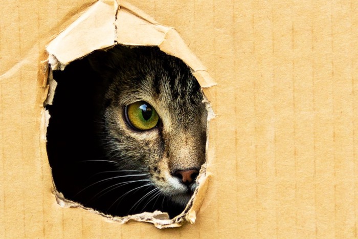 段ボール箱の穴から覗く猫