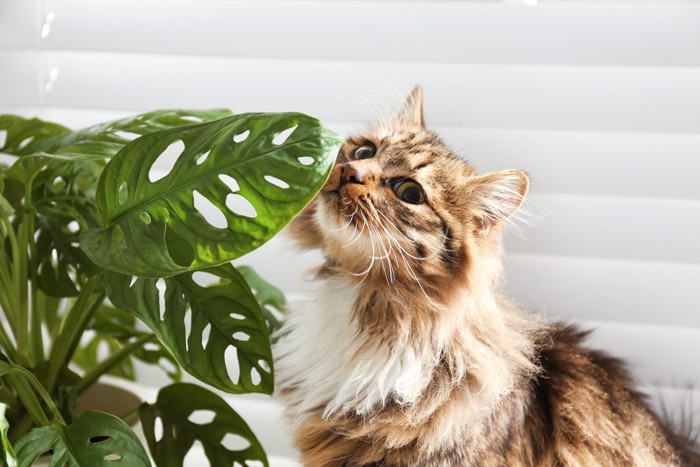 観葉植物の葉のニオイを嗅ぐ猫