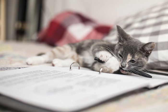 ノートの上に寝転がりペンを齧る猫