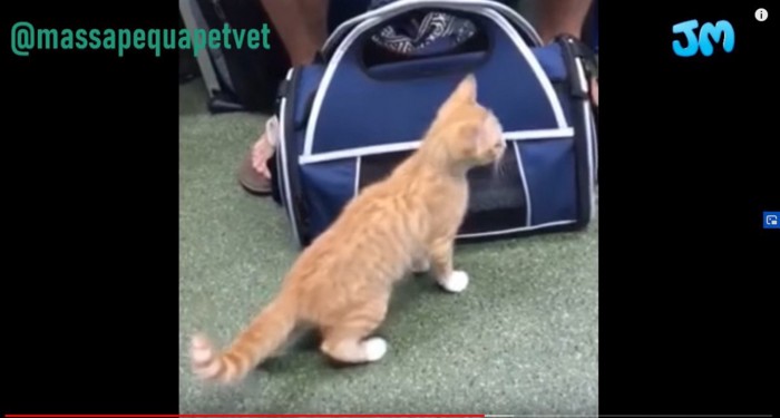 バッグの前に立つ猫