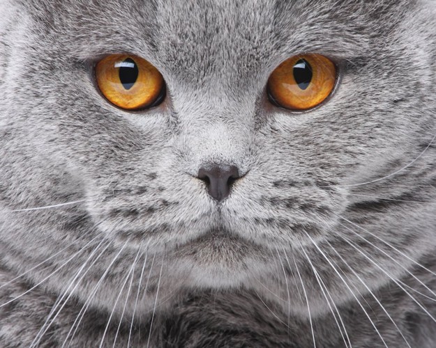 大きな瞳で見つめるグレーの猫