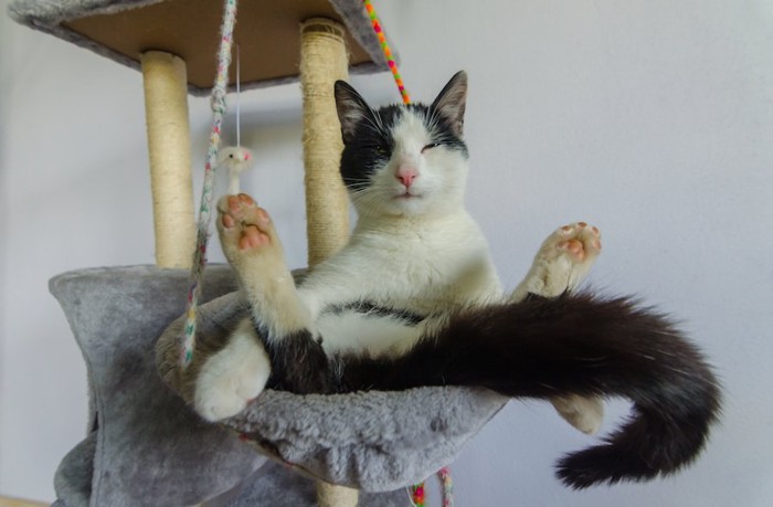 キャットタワーの上で足を広げて座る猫