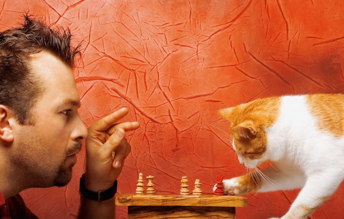 チェスをする男性といたずらをする猫