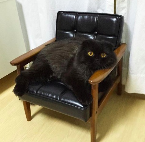 椅子に座るかわいい黒猫