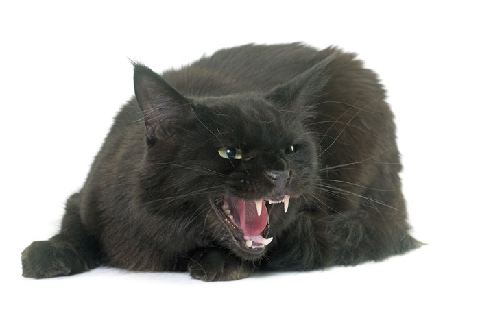 怒って威嚇している黒猫