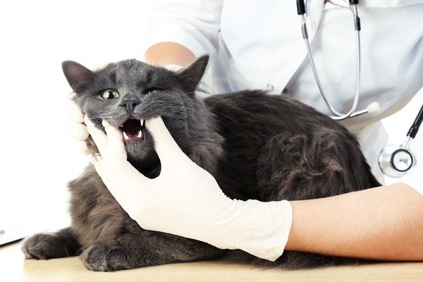 獣医師と灰色の猫