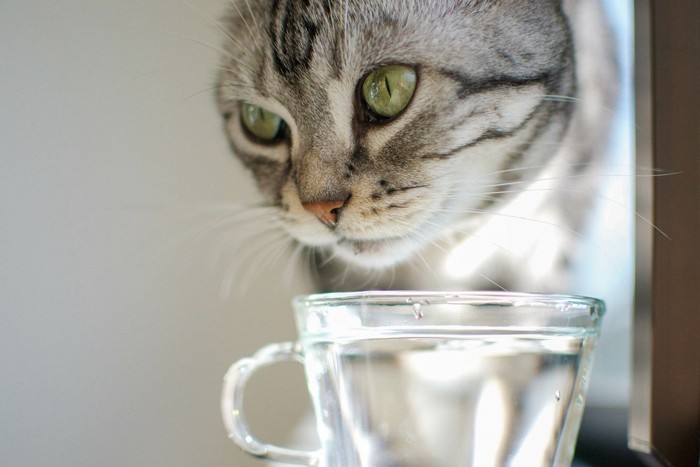 水の入ったグラスと猫