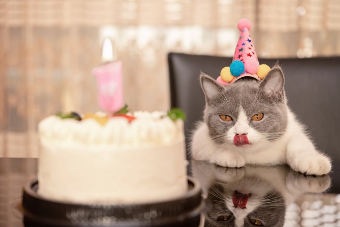 猫とケーキ