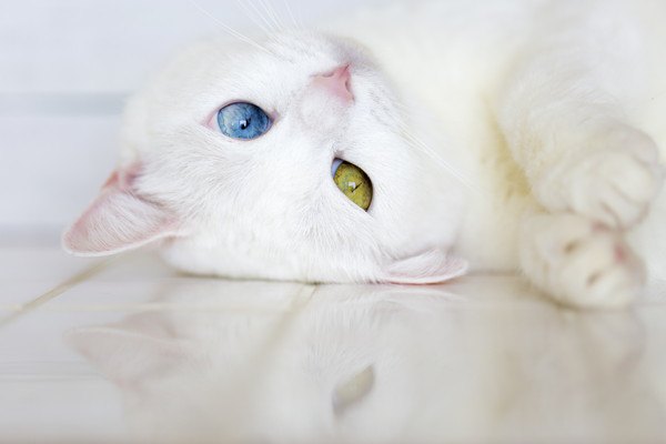頭を床につけるオッドアイの白猫