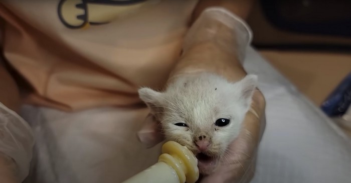 ミルクを飲む白い子猫