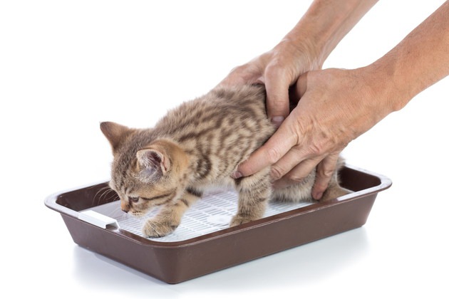 尿検査と猫
