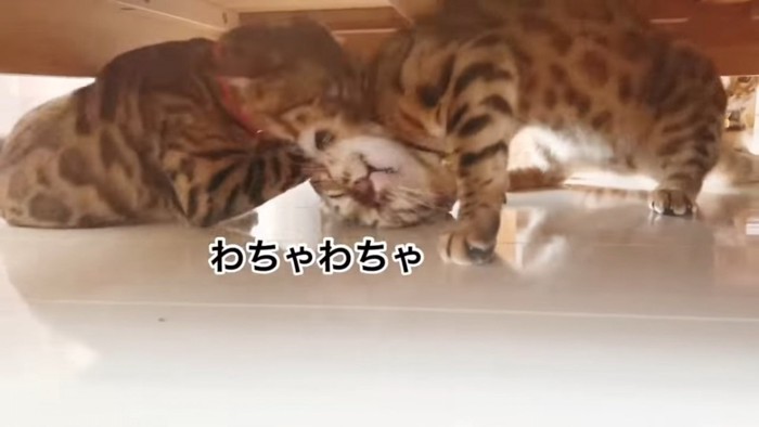 首を噛まれる猫と噛む猫
