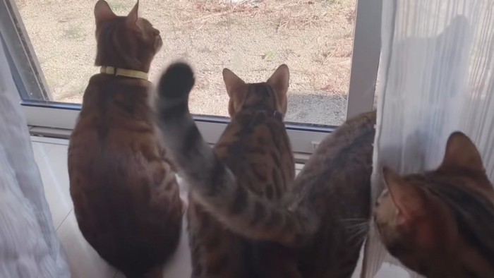 窓に集まる猫