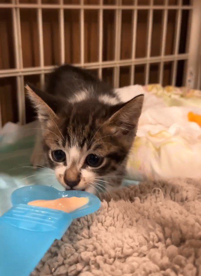 おやつを食べる子猫