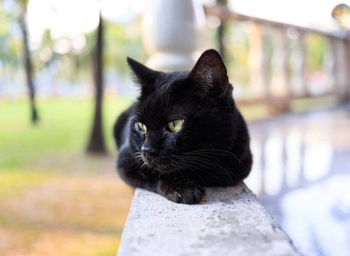 目をそらす黒猫