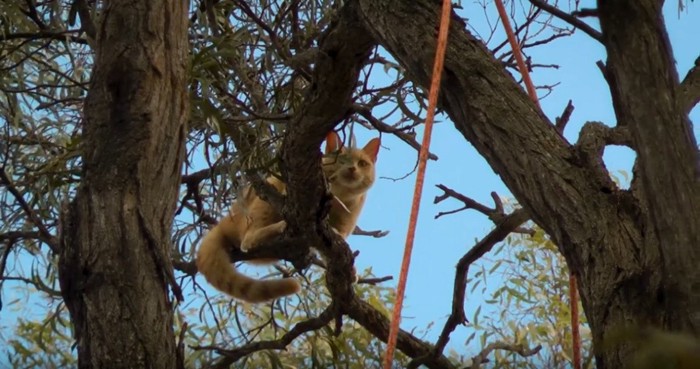 木の枝でうずくまる猫