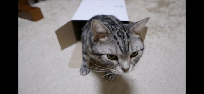 箱から出ようとする猫