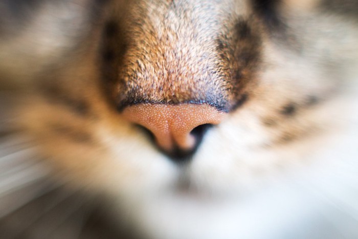 猫の鼻アップ