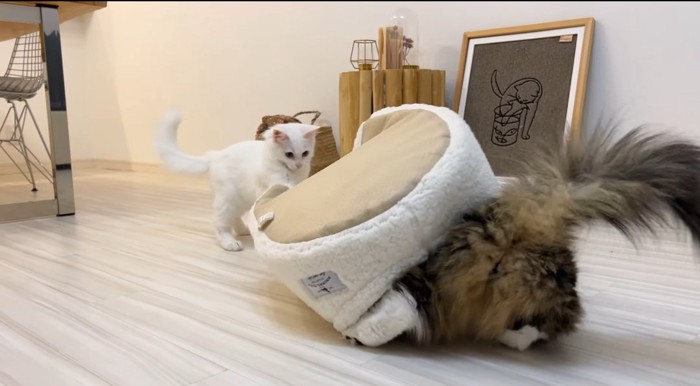 転がるベッドと猫