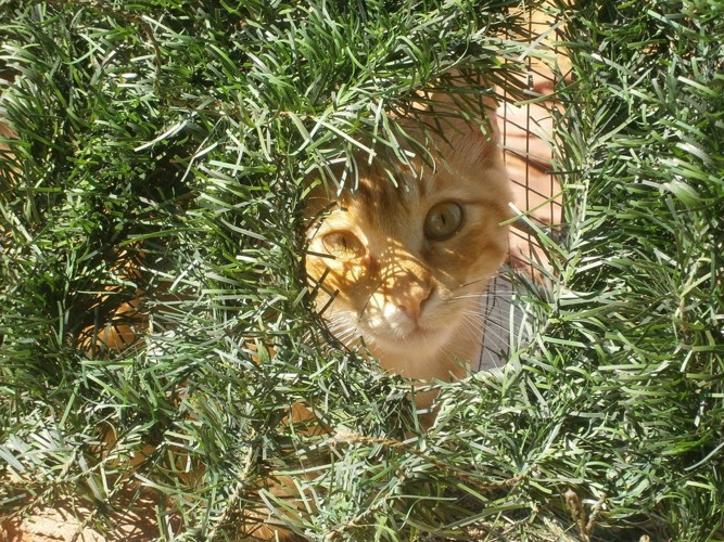 草むらから覗き込んでいる猫
