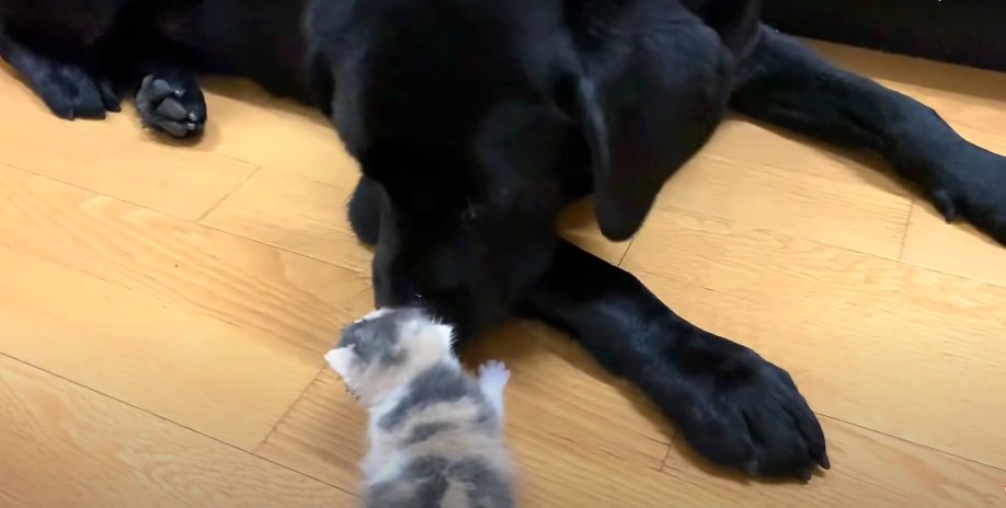 黒犬と赤ちゃん猫