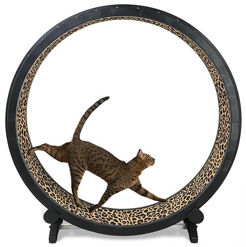 Cat Exercise Wheelの商品写真