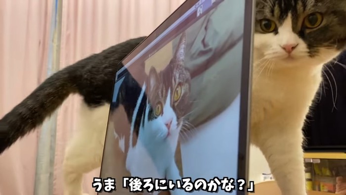 パソコンの後ろに立つ猫