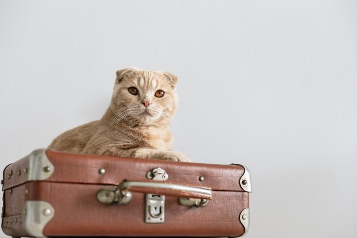スーツケースの上にいる猫