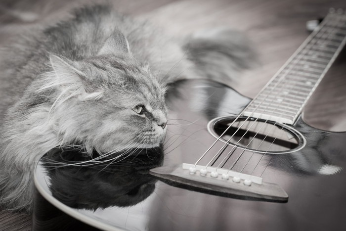 猫とアコースティックギター