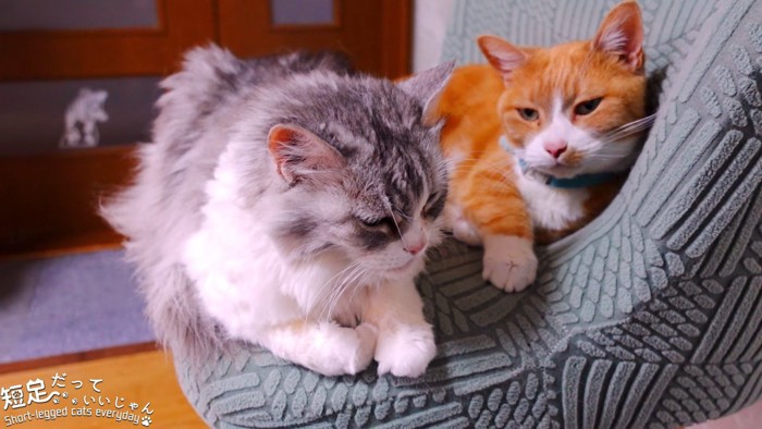 椅子の上にいる2匹の猫