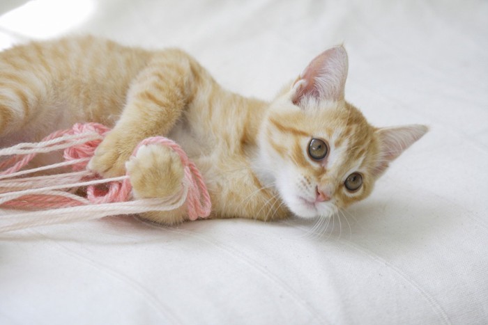 毛糸でいたずらをする子猫