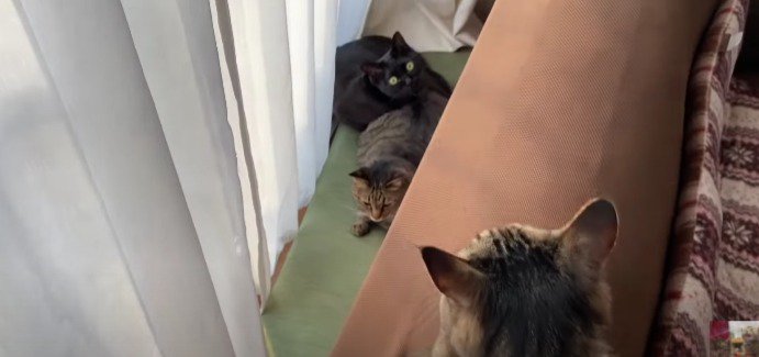 ソファの後ろ猫たち